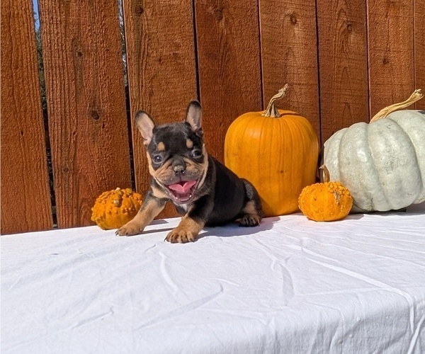 Medium Photo #2 French Bulldog Puppy For Sale in GOSHEN, IN, USA
