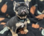Puppy Puppy 4 French Bulldog
