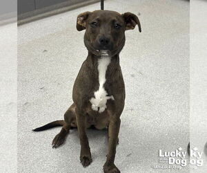 Labrador Retriever-Unknown Mix Dogs for adoption in Washington, DC, USA