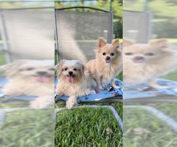 Medium Photo #1 Shiranian Puppy For Sale in Weston, FL, USA