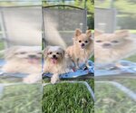 Small Photo #1 Shiranian Puppy For Sale in Weston, FL, USA