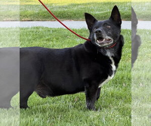 Mickey - Male Mutt Dog for Adoption - Photo #2