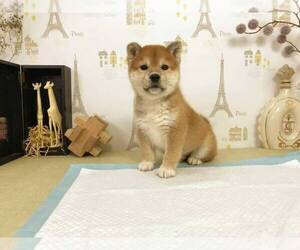 Shiba Inu Puppy for sale in SUNNYVALE, CA, USA