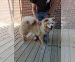Small #1 Chow Chow