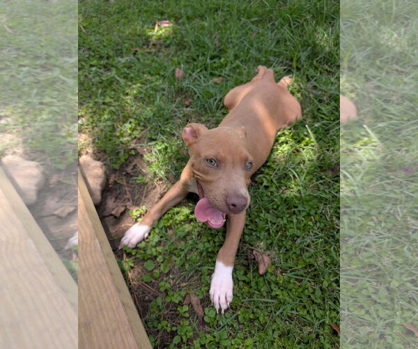 Medium Photo #3 Labrador Retriever-Unknown Mix Puppy For Sale in The Woodlands, TX, USA