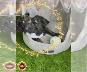 French Bulldog Puppy for sale in ATHENS, GA, USA
