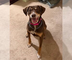Mutt Dogs for adoption in Woodbury, NY, USA