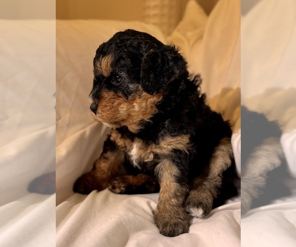 Medium Photo #43 Miniature Bernedoodle Puppy For Sale in AUBURNDALE, FL, USA