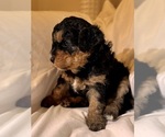 Small Photo #43 Miniature Bernedoodle Puppy For Sale in AUBURNDALE, FL, USA