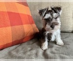 Image preview for Ad Listing. Nickname: Truffle