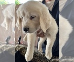 Small Photo #11 English Cream Golden Retriever Puppy For Sale in ARROWHEAD FARMS, CA, USA