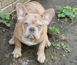 French Bulldog Puppy for sale in INDIANAPOLIS, IN, USA