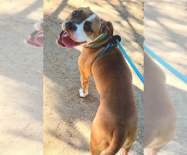 Medium Photo #2 Boxer-Unknown Mix Puppy For Sale in Sacramento, CA, USA