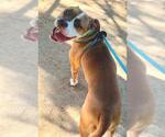 Small #1 Boxer Mix