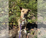 Small #15 American Staffordshire Terrier Mix