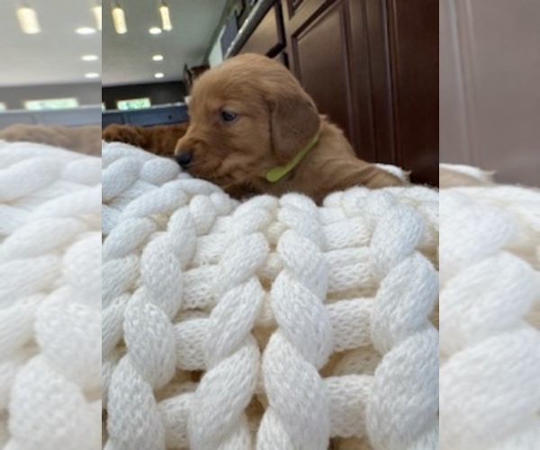 Medium Photo #11 Golden Retriever Puppy For Sale in AUMSVILLE, OR, USA