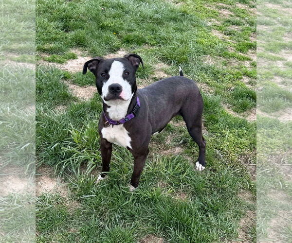 Medium Photo #3 American Pit Bull Terrier-Unknown Mix Puppy For Sale in Germantown, OH, USA