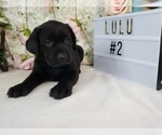 Small Photo #2 Labrador Retriever Puppy For Sale in COLLEGE STA, TX, USA