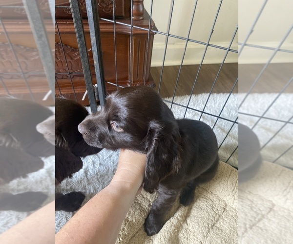 Medium Photo #2 Boykin Spaniel Puppy For Sale in QUITMAN, GA, USA