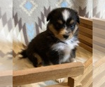 Small #6 Shel-Aussie