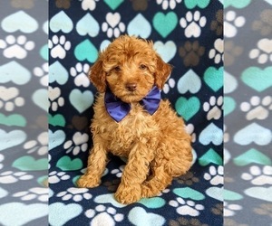 Goldendoodle (Miniature) Puppy for sale in NOTTINGHAM, PA, USA