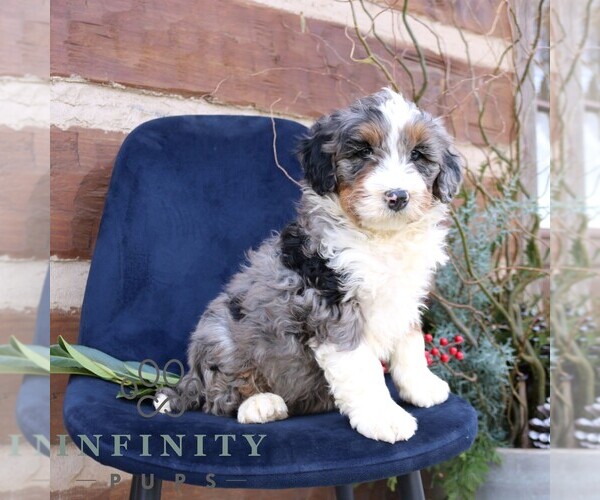 Medium Photo #3 Bernedoodle (Miniature) Puppy For Sale in NARVON, PA, USA