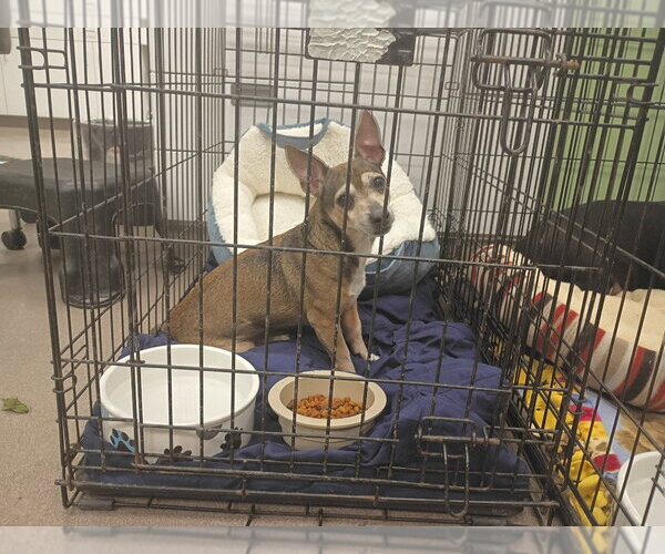 Medium Photo #2 Chihuahua Puppy For Sale in La Porte, IN, USA