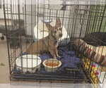 Small #1 Chihuahua
