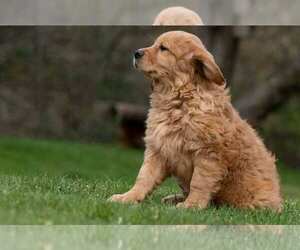 Golden Cavalier Puppy for sale in ROWLEY, MA, USA