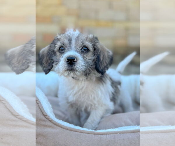Medium Photo #3 Mutt Puppy For Sale in PIPE CREEK, TX, USA