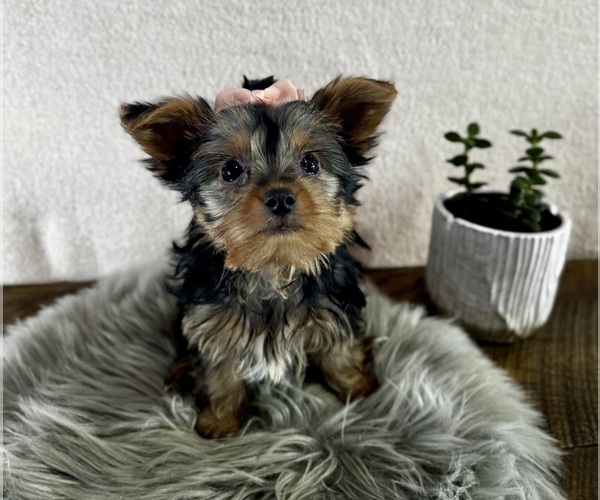 Medium Photo #1 Yorkshire Terrier Puppy For Sale in NAPPANEE, IN, USA