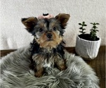 Small Yorkshire Terrier