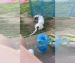 Small #1 Mutt