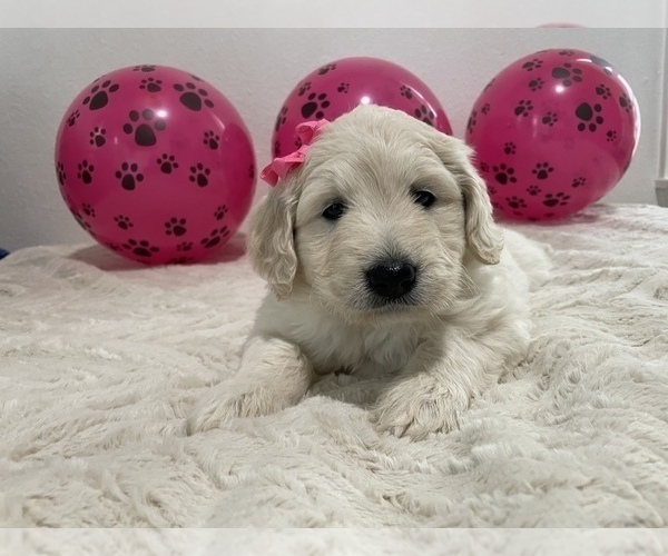 Medium Photo #4 Goldendoodle Puppy For Sale in NORTH HIGHLANDS, CA, USA