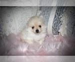Small Photo #5 Pomeranian Puppy For Sale in BANKS SPRINGS, LA, USA
