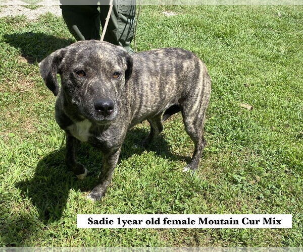 Medium Photo #1 Mountain Cur-Unknown Mix Puppy For Sale in Sparta, TN, USA
