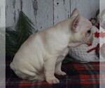 Small Photo #3 French Bulldog Puppy For Sale in FREDERICKSBURG, OH, USA