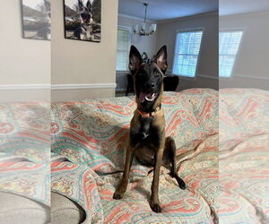 Mutt Dogs for adoption in Imlay City, MI, USA