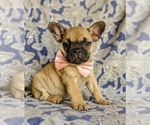 Small Photo #4 French Bulldog Puppy For Sale in CHRISTIANA, PA, USA