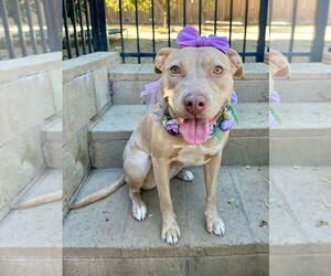 American Pit Bull Terrier-Unknown Mix Dogs for adoption in Redlands, CA, USA