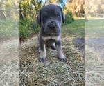 Puppy Bright Green Cane Corso