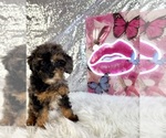 Small #3 Bernedoodle (Miniature) (+ Poodle Miniature)