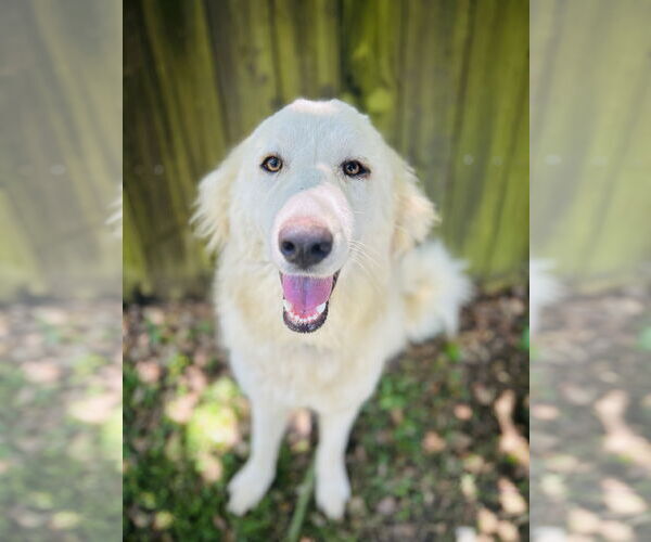 Medium Photo #4 Great Pyrenees Puppy For Sale in Spring, TX, USA
