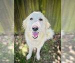 Small #3 Great Pyrenees