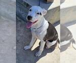 Small American Pit Bull Terrier-Pointer Mix