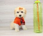 Small Photo #2 Pom-A-Poo Puppy For Sale in LAS VEGAS, NV, USA