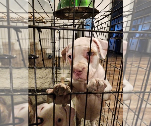 Medium Photo #11 American Bully Puppy For Sale in HARRISBURG, PA, USA
