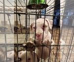 Small #10 American Bully