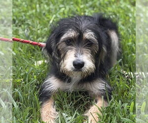 Mutt Dogs for adoption in Yardley, PA, USA