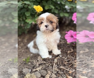 Shih Tzu Puppy for Sale in ELMHURST, Illinois USA